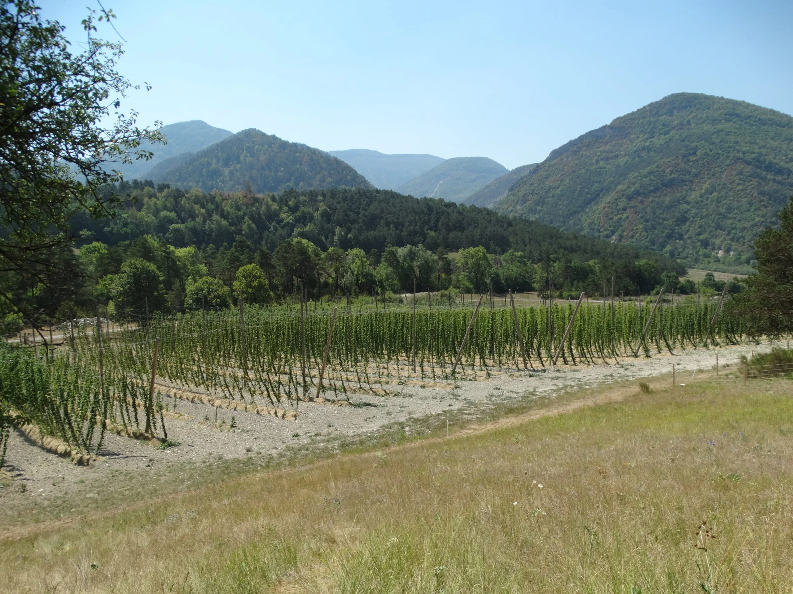 Photographie houblonnière du Noyer vu de haut